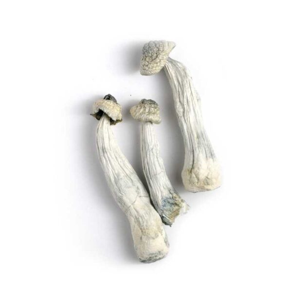 Albino Penis Envy Mushrooms
