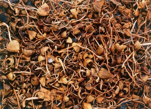 Liberty Cap Mushrooms - Image 2