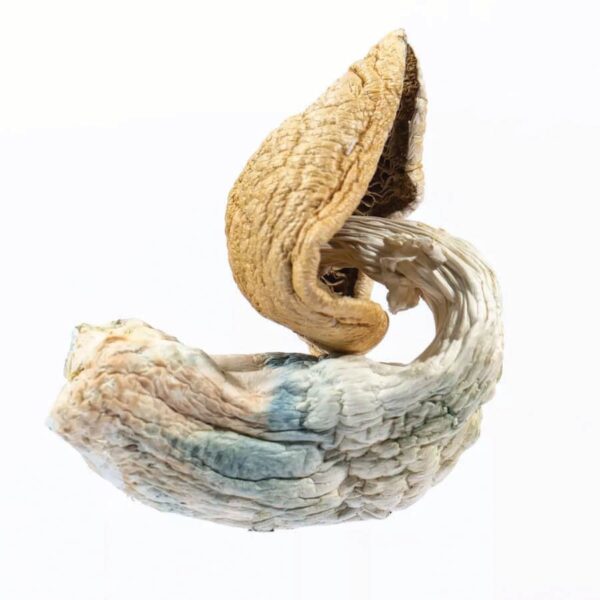 Blue Goba Penis Envy - Image 4