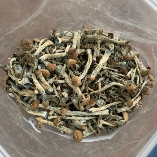 Colombian mushrooms - Image 2