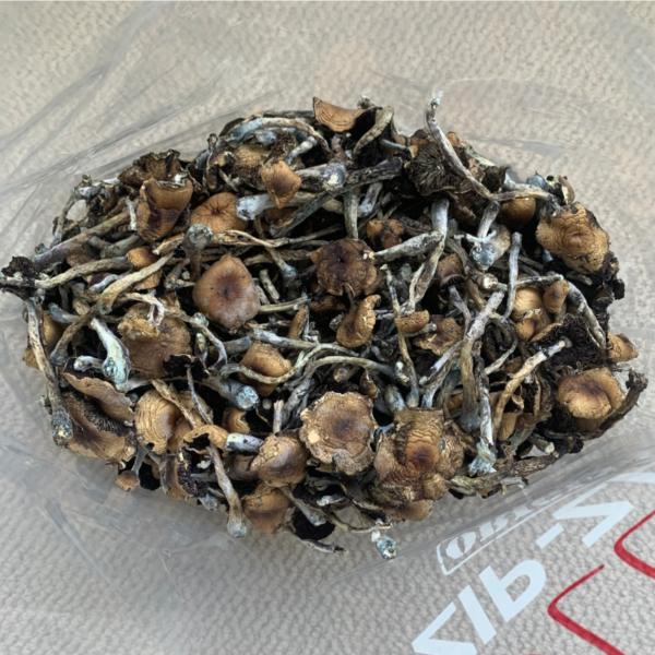 Daddy Long Legs Mushrooms - Image 2