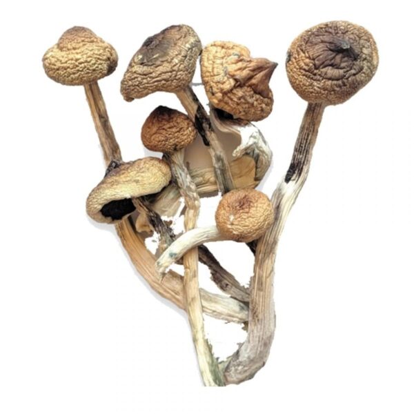 Golden Teacher Mushrooms