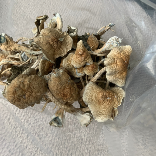 Cuban Cubensis Mushrooms - Image 2