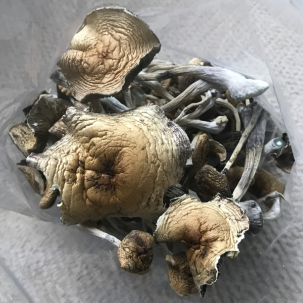 Koh Samui Mushrooms - Image 2