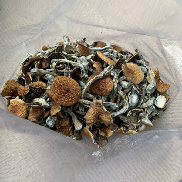 Mexican Mushrooms - Image 2