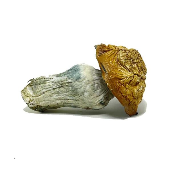 Penis Envy Uncut Mushroom - Image 2