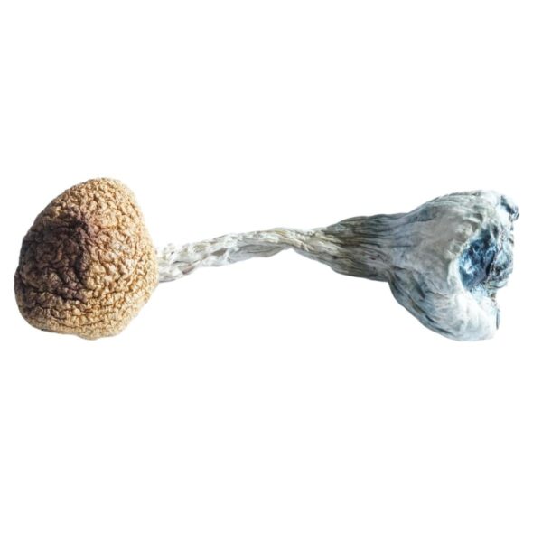 Treasure Coast Mushroom