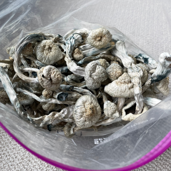 Albino A+ Mushrooms - Image 2