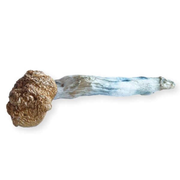 Florida White F+ Mushroom