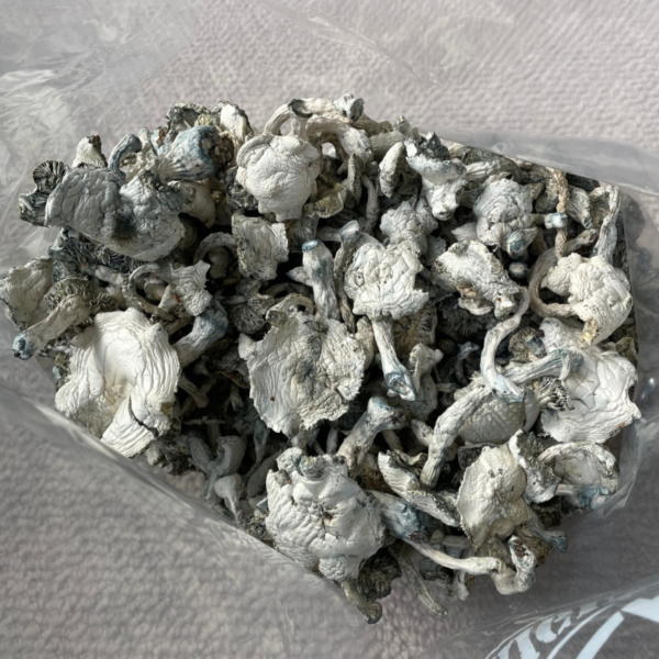 Great White Monster Mushrooms - Image 2