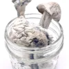 Albino Penis Envy Mushrooms - Image 3