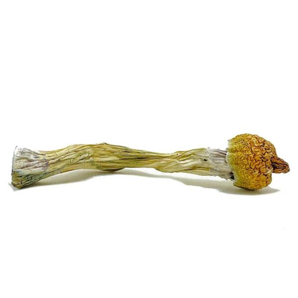 Purple Mystic Mushroom - Image 3
